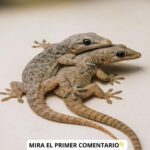 ¿Qué Significa la Presencia de un Gecko en Casa? Remedios Naturales y Salud