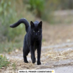Los Gatos Negros: Símbolos de Buena Suerte y Compañeros Naturales