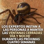 Prevención de Arañas Peligrosas: Mantén tu Hogar Seguro