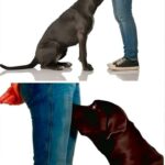 ¿Por Qué Tu Perro Huele Tus Partes Íntimas? Un Análisis del Comportamiento Canino