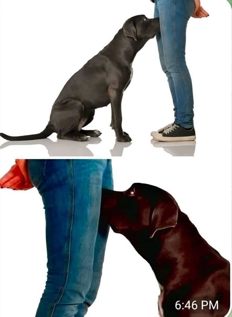 Perro olfateando a una persona