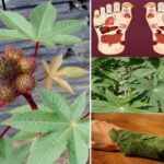 Descubre los Increíbles Beneficios de la Higuereta: Un Tesoro en tu Jardín