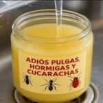 Adiós a los Insectos: Remedios Caseros para Combatir Pulgas, Hormigas y Cucarachas