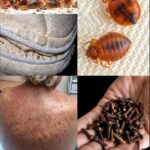 Eliminación Efectiva de Chinches: Método Natural con Vinagre Blanco