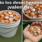 Redescubre las Cáscaras de Huevo: Beneficios Inesperados para la Salud y el Hogar