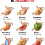 Tiempo de Digestión de los Alimentos: Todo lo que Debes Saber