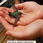 El Colibrí en Tu Hogar: Símbolos de Esperanza y Sanación