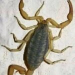 Alacranes: Mensajeros de la Naturaleza y Remedios Tradicionales