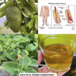 Descubre los Beneficios del Té de Guanabana y Orégano Ancho para la Salud