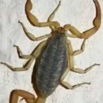 Alacranes y su Mensaje: Tu Salud y Bienestar en Casa