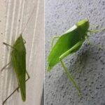 El Mensajero Silencioso: Insectos en Casa y Remedios Naturales