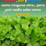 El Perejil: Tu Aliado Natural para Limpiar la Sangre, la Piel y Órganos Vitales