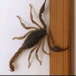 Alacranes y Salud: Mitos, Realidades y Consejos Naturales