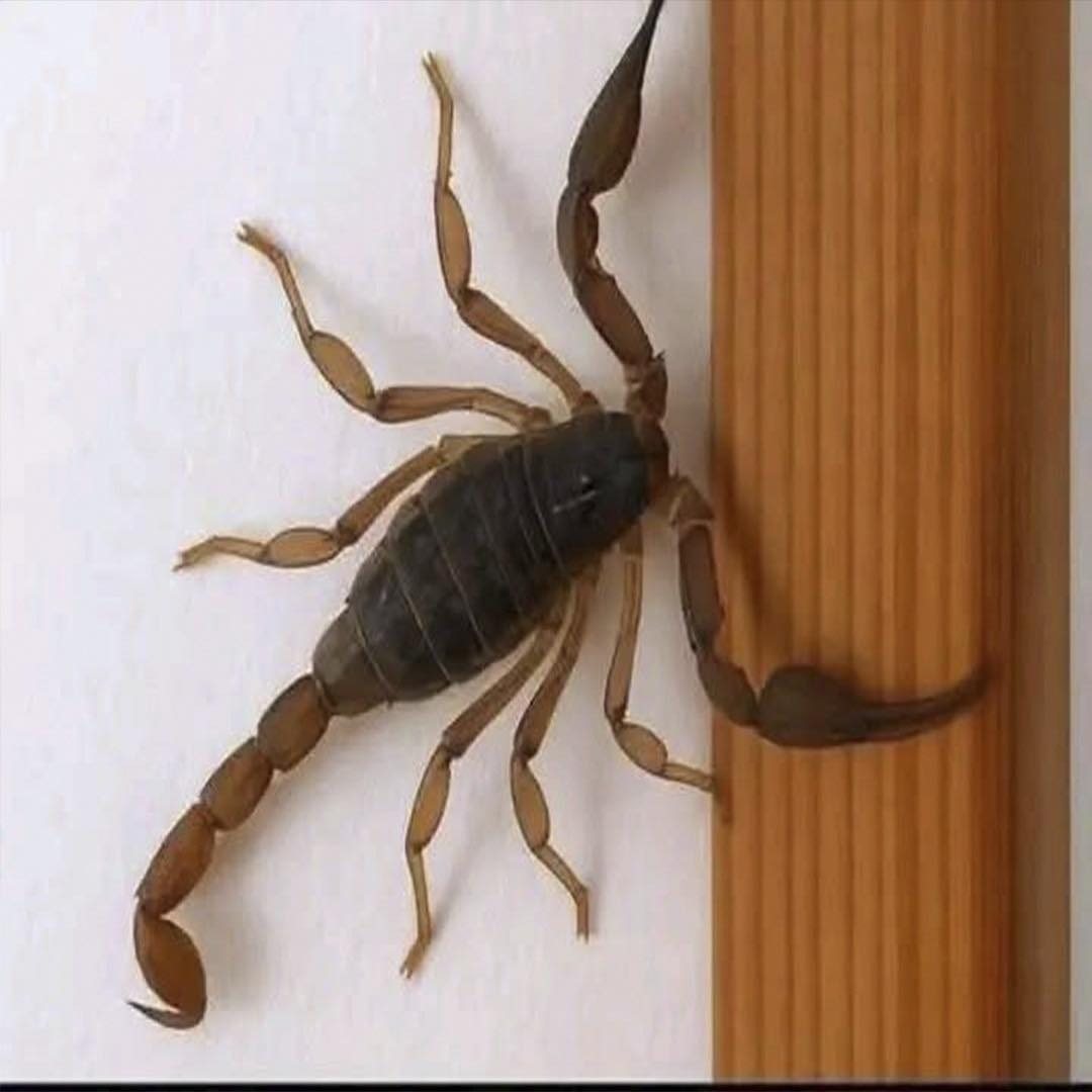 Alacrán en una pared