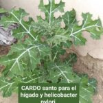 El Poder Curativo del Cardo Santo: Planta Desinflamatoria y Hepatoprotectora