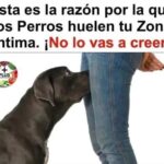 La Razón Curiosa por la Que Tu Perro Huele Tus Partes Íntimas