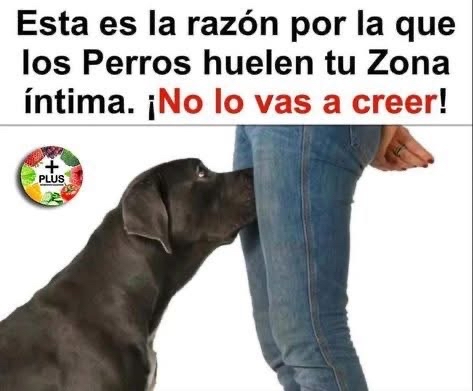 Perro oliendo partes íntimas de una persona