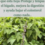 La Hierba Milagrosa: Tu Aliada para Proteger y Limpiar el Hígado