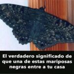 El Mensaje Oculto de las Mariposas Negras: Significado y Conexiones Emocionales