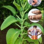 Kalanchoe: El Tesoro Escondido para tu Bienestar