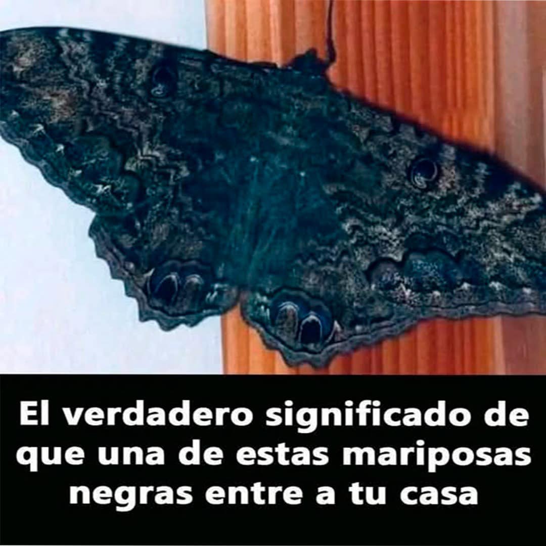 Mariposa negra posada sobre una superficie de madera