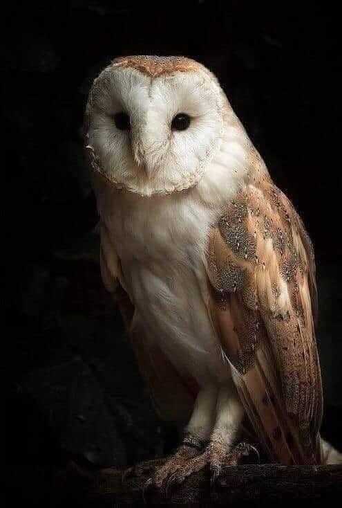 Búho en entorno oscuro