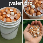 No Deseches Más: Las Sorprendentes Propiedades de las Cáscaras de Huevo