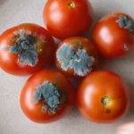 Descubre 4 Usos Inesperados de los Tomates Dañados para Mejorar tu Salud