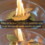 Los Beneficios de Quemar Laurel Cada Noche en Tu Casa