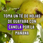Té de Guayaba: Un Remedio Natural para el Dolor de Espalda Baja