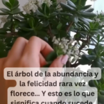 El Árbol de Jade: Símbolo de Abundancia y Cómo Cuidarlo