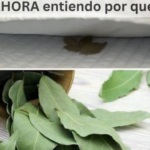 Laurel Bajo la Almohada: La Sabiduría de Nuestras Abuelas Nunca Olvidada