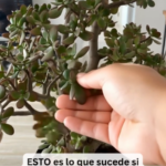 Beneficios de Quemar Romero: Purificación y Prosperidad