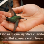 El Colibrí: Símbolo de Salud y Bienestar en Tu Hogar