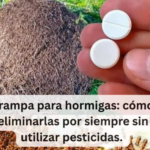 Trampa Casera para Hormigas: Elimina Plagas Sin Pesticidas
