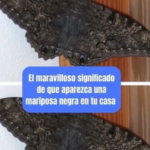 El Significado Espiritual de la Mariposa Negra en Tu Hogar