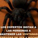 Cierra las Ventanas o Te Picarán: Arañas Peligrosas en Casa