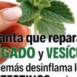 Descubre la Planta que Repara el Hígado y la Vesícula: Beneficios y Remedios Naturales