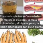 Beneficios del Tomillo: Mejora la Circulación, Hígados y Alivio de Artritis