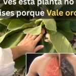 El Poderoso Té de Flor de Gordolobo: Remedio Natural para tu Salud