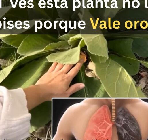 Flor de Gordolobo
