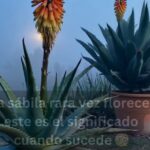 La Sábila: Un Tesoro Natural de Beneficios Medicinales y Cosméticos