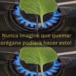 El Orégano: Más Que una Simple Especia | Beneficios y Usos