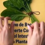 Plantas y Remedios Naturales para Limpiar Intestinos e Hígados y Combatir la Candidiasis