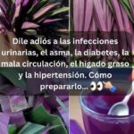 Dile Adiós a las Infecciones Urinarias y Más: Beneficios del Maguey Morado