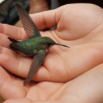 El Colibrí: Un Mensajero Espiritual y Naturaleza en Nuestro Hogar
