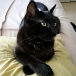 El Gato Negro: Mitos, Realidades y Significados Espirituales
