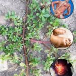 Verdolaga: La Planta Maravillosa que Sabe a Carne y Beneficia Tu Salud