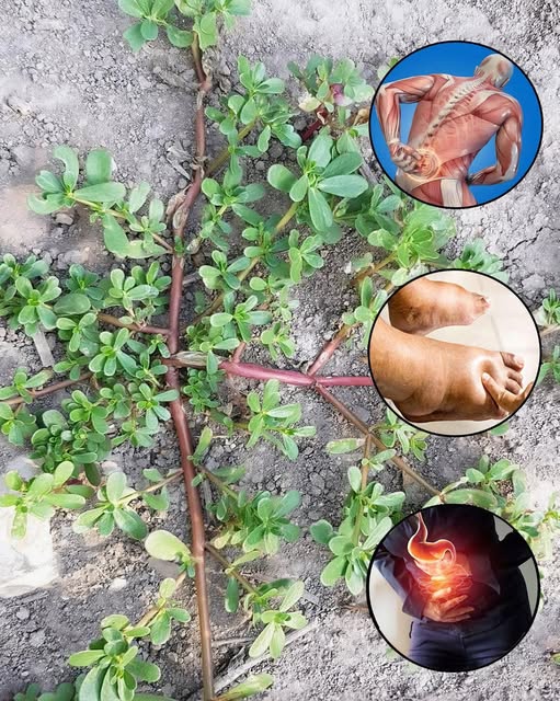 Planta de Verdolaga