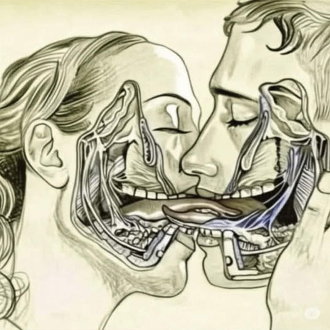 Ilustración anatómica de un beso